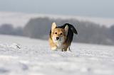 CORGI PEMBROKE 958